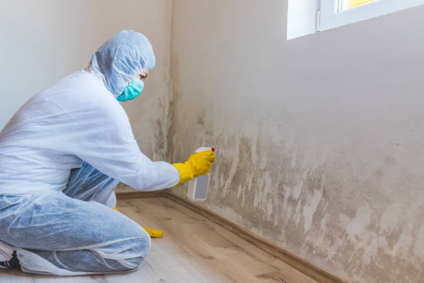 Licensed Mold Inspection service in Maywood, NJ - WQB Mold Removal